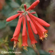 Load image into Gallery viewer, Coral Honeysuckle - Lonicera sempervirens
