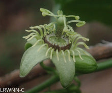 Load image into Gallery viewer, Corkystem Passionvine - Passiflora suberosa
