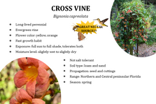 Load image into Gallery viewer, Cross Vine - Bignonia capreolata
