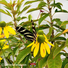 Load image into Gallery viewer, Cutleaf Coneflower - Rudbeckia laciniata (1 & 3 gal.)