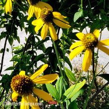 Load image into Gallery viewer, Cutleaf Coneflower - Rudbeckia laciniata (1 & 3 gal.)