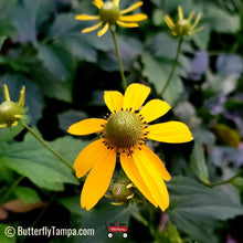 Load image into Gallery viewer, Cutleaf Coneflower - Rudbeckia laciniata (1 & 3 gal.)