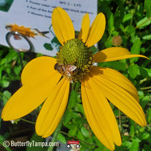 Load image into Gallery viewer, Cutleaf Coneflower - Rudbeckia laciniata (1 & 3 gal.)