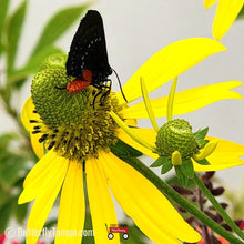 Load image into Gallery viewer, Cutleaf Coneflower - Rudbeckia laciniata (1 & 3 gal.)