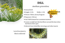 Load image into Gallery viewer, Dill - Anethum graveolens L.
