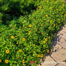 Load image into Gallery viewer, Dune Sunflower - Helianthus debilis (1 gal.)
