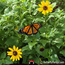 Load image into Gallery viewer, Dune Sunflower - Helianthus debilis (1 gal.)