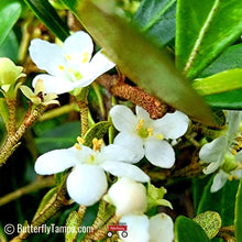 Load image into Gallery viewer, Dwarf Walter's Viburnum - Viburnum obovatum ‘Densa’ (3 gal.)