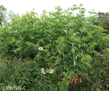 Load image into Gallery viewer, Elderberry - Sambucus nigra subsp. canadensis