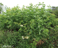 Load image into Gallery viewer, Elderberry - Sambucus nigra subsp. canadensis (1 &amp; 3 gal.)
