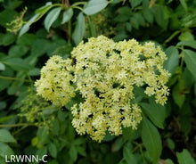 Load image into Gallery viewer, Elderberry - Sambucus nigra subsp. canadensis