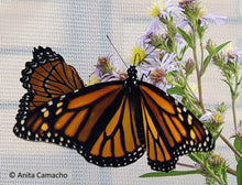 Load image into Gallery viewer, Elliott's Aster - Symphyotrichum elliottii (1 Gal)