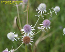 Load image into Gallery viewer, Marsh Rattlesnake - Eryngium aquaticum var. ravenelii (1 gal.)
