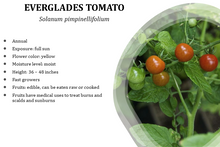 Load image into Gallery viewer, Everglades Tomato - Solanum pimpinellifolium (1 gal.)