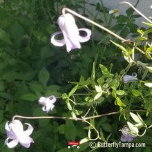 Load image into Gallery viewer, Fairy Hats - Clematis crispa