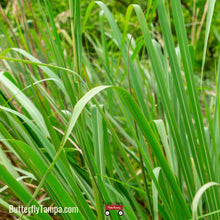 Load image into Gallery viewer, Fakahatchee Grass - Tripsacum dactyloides (1 & 3 Gal.)