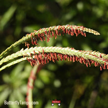 Load image into Gallery viewer, Fakahatchee Grass - Tripsacum dactyloides (1 & 3 Gal.)