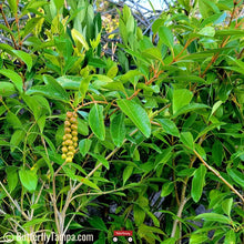 Load image into Gallery viewer, Fiddlewood - Citharexylum spinosum (3, 7, & 15 Gal.)