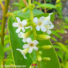 Load image into Gallery viewer, Fiddlewood - Citharexylum spinosum (3, 7, & 15 Gal.)