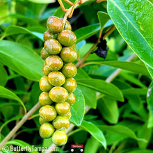 Load image into Gallery viewer, Fiddlewood - Citharexylum spinosum (3, 7, & 15 Gal.)