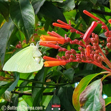 Load image into Gallery viewer, Firebush - Hamelia patens