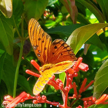 Load image into Gallery viewer, Firebush - Hamelia patens
