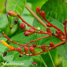 Load image into Gallery viewer, Firefly Firebush(Hamelia patens ‘Firefly’)- 1 Gal