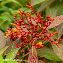 Load image into Gallery viewer, Firefly Firebush(Hamelia patens ‘Firefly’)- 1 Gal