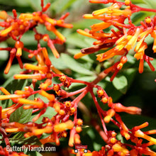 Load image into Gallery viewer, Firefly Firebush(Hamelia patens ‘Firefly’)- 1 Gal