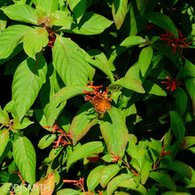 Load image into Gallery viewer, Firebush - Hamelia patens