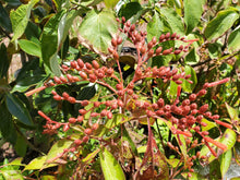 Load image into Gallery viewer, Firebush - Hamelia patens