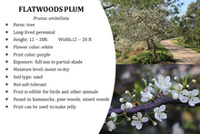 Load image into Gallery viewer, Flatwoods Plum - Prunus umbellata (3 gal.)
