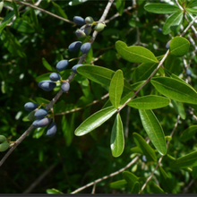Load image into Gallery viewer, Florida Privet - Forestiera segregata