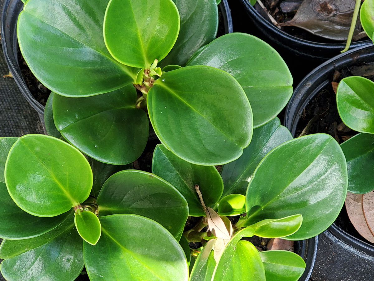 Florida Peperomia