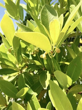 Load image into Gallery viewer, Yellow Anise - Illicium parviflorum (3 gal.)
