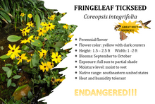 Load image into Gallery viewer, Fringeleaf Tickseed - Coreopsis integrifolia (1 gal.)