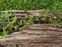 Load image into Gallery viewer, Frogfruit - Phyla nodiflora