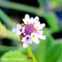 Load image into Gallery viewer, Frogfruit - Phyla nodiflora