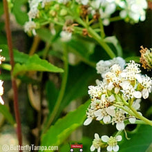 Load image into Gallery viewer, Frostweed - Verbesina virginica (1 gal.)