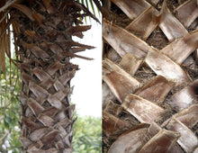 Load image into Gallery viewer, Cabbage Palm - Sabal palmetto