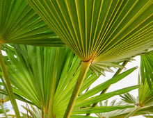 Load image into Gallery viewer, Cabbage Palm - Sabal palmetto