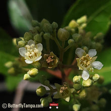 Load image into Gallery viewer, Gopher Apple - Licania Michauxii - (1 gal.)