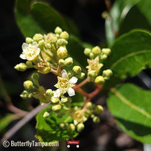 Load image into Gallery viewer, Gopher Apple - Licania Michauxii - (1 gal.)