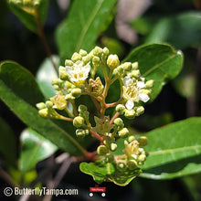Load image into Gallery viewer, Gopher Apple - Licania Michauxii - (1 gal.)