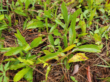 Load image into Gallery viewer, Gopher Apple - Licania Michauxii - (1 gal.)