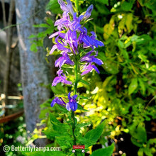 Load image into Gallery viewer, Blue Lobelia - Lobelia siphilitica (1 gal)