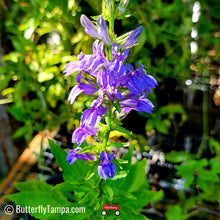 Load image into Gallery viewer, Blue Lobelia - Lobelia siphilitica (1 gal)
