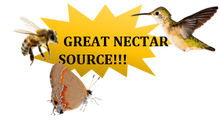 Load image into Gallery viewer, Jamaica Caper - Quadrella jamaicensis