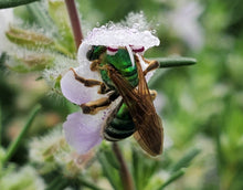 Load image into Gallery viewer, Wild Rosemary(scrub mint) – Conradina canescens (1 gal.)