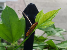 Load image into Gallery viewer, Corkystem Passionvine - Passiflora suberosa